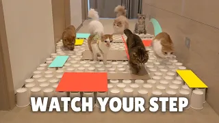 Funny Cat Paper Cup Challenge!