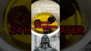 Isha Rudraksha Diksha Unboxing | Important Guidelines | How to Use Rudraksh Diksha Kit | #Sadhguru