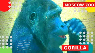 Горилла Московский зоопарк Обезьяны Gorilla Moscow Zoo Monkeys बंदर サル 猴子 القرود Affen monos Macacos