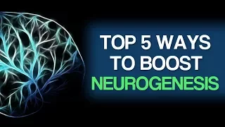 Top 5 Ways To Boost Neurogenesis