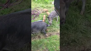 НАПАДЕНИЕ КАБАНОВ на водителя КамАЗа !!!