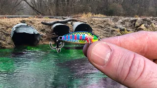 A Rare TROPHY Fish Lives in this TINY CREEK!!!