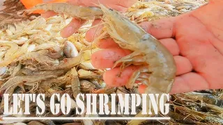 SHRIMPING... HUGE CREW/BIG CATCH = shrimp dinner with family