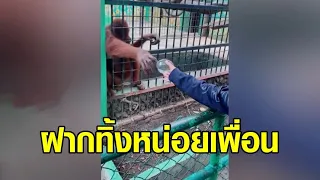 'อุรังอุตังแสนรู้' ยื่นขยะให้นักท่องเที่ยว ชิ้นิ้วไปตรงถังขยะ แถมยังปรบมือให้เมื่อทิ้งเสร็จ