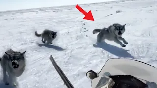 Grabe! Muntik Na Syang Makagat Ng Wolf   |  15 Hunters Messed With Wrong Animals