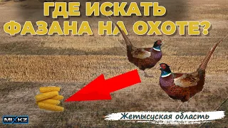 Учим Лайку для Охоты на Фазана, Натаска лайки на фазана, натаска охотничьих собак Жетісу