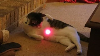 Funny Cats vs Laser ● Funny Videos 2017