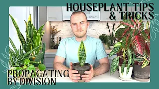 How To Propagate Houseplants By Division | Houseplant Tips & Tricks Ep. 4