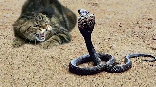 बिल्ली का हमला इतना खतरनाक क्यों होता है । Cats vs Cobra Snake fight