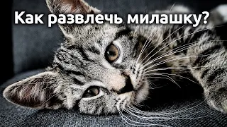 Чем порадовать кота? Как развлечь котика? Варианты развлечений с кошкой. Что купить коту?