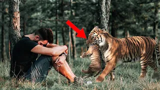 The Tigress Gave Her Cubs to This Man, Then He Did Something Unbelievable