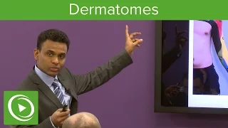 Dermatomes: Overview  – MRCS | Lecturio