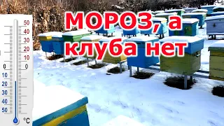 Морозы! А пчелы в клуб не собираются.