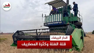 بداية الحصاد بالمغرب.. فلاحون: هذا الموسم طبعه الجفاف أكثر من السنوات الماضية