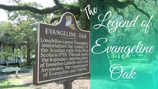The Legend of The Evangeline Oak - St Martinville, La.