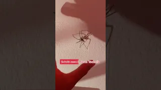 Was passiert wenn man eine Spinne auf seine Hand nimmt? 🥶#tiere #trending #spider #challenge #angst