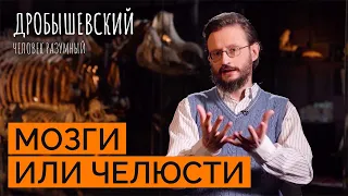 Какие существа могли развить мозг так же, как и человек? // Дробышевский