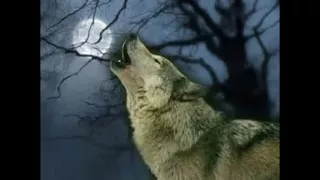 my favorite wolf images