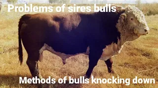Проблемы быков производителей/Способы повалов быков.