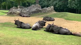 Beauval : découvrez comment se passe le coucher des animaux de la savane africaine