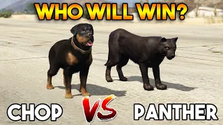 GTA 5 ONLINE : PANTHER VS CHOP (WHO WILL WIN?)