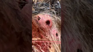 Maggots in dog ear | German shepherd case 3 | maggots eating dog alive #veterinary  #worms