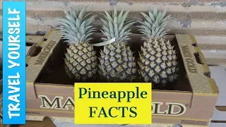 Interesting Pineapple Facts!