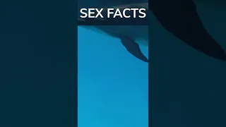 SEX FACTS #shorts #sex #dolphins