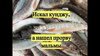 Искал кунджу, а нашел прорву мальмы / Dolly Varden trout. Ice Fishing