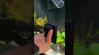 Cleaning Aquarium Glass With the Flipper Float