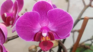 #ЦветыВместе Phalaenopsis Morelia, Фаленопсис Морелия 17/50