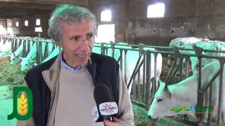 AgRIPARTENZA. Chianina, fiducia nella fase 3