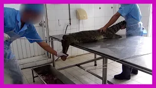 Crocodiles Cut Open, Skinned in Vietnam for Leather Bags