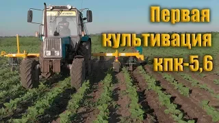 Культивация междурядья подсолнечника КПК-5,6 АГРОТЕХ. МТЗ-892