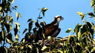 Osprey Sounds From the Nest