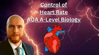 The Control of Heart Rate AQA A-Level Biology