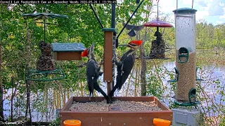 Male And Female Pileated Woodpeckers Visit Cornell Lab FeederWatch Cam – May 26, 2020