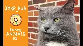 CATS COUB #2 | Best ANIMALS Cube | Funny CATS | Extra Coub