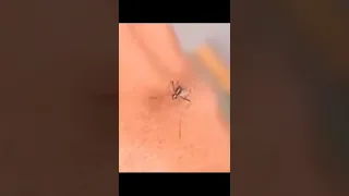 A strugglin mosquito with cartoon sound effects