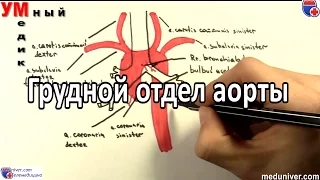 Анатомия и ветви грудного отдела аорты - meduniver.com