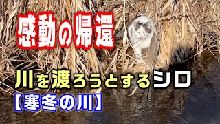 【感動の帰還】愛猫シロの勇気ある決断：寒冬の川を勇敢にも渡ろうとする行動に仰天【オリジナル曲】