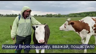 🔵 Плавають і бігають, наче коні. Так навесні пасуться корови у Салтиковій Дівиці на Куликівщині.