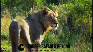 HUGE Young Male Lions, Looking For Territory! Young Male Lion, Son Of Lubey! Kruger National Park!