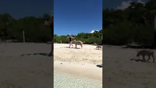 Pig bite in the Bahamas