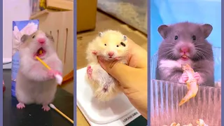 Funny and Cute Hamster Compilation - Funniest Hamsters Of All Time 2022 - #3