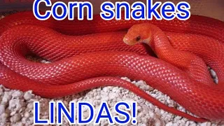 8 padrões mais bonitos de Corn snake(minha opinião)