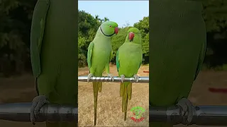 Indian Talking Parrot