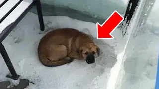 Freezing Dog Begging Man For Help – What He Found Under It Shocked Him!