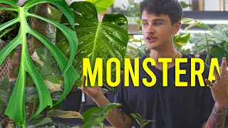 Top Monstera's You've NEVER Heard of