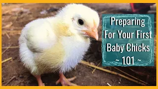 EVERYTHING You Need To Know About Caring For Baby Chicks! 🐔🐔 Beginners Guide to Chicks